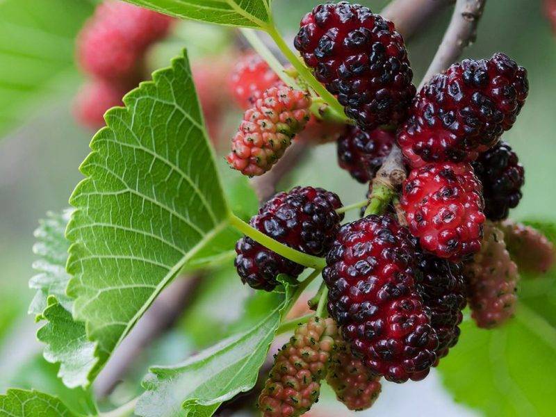 Шелковица купить саженцы из питомнике в Алчевске