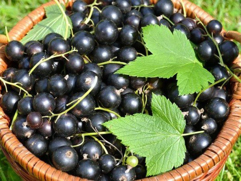 Смородина купить саженцы из питомника в Алчевске