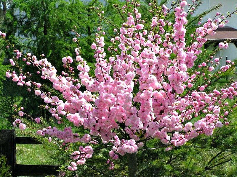 Миндаль купить саженцы из питомника в Алчевске