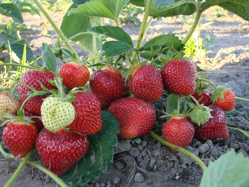 Клубника купить саженцы из питомника в Алчевске
