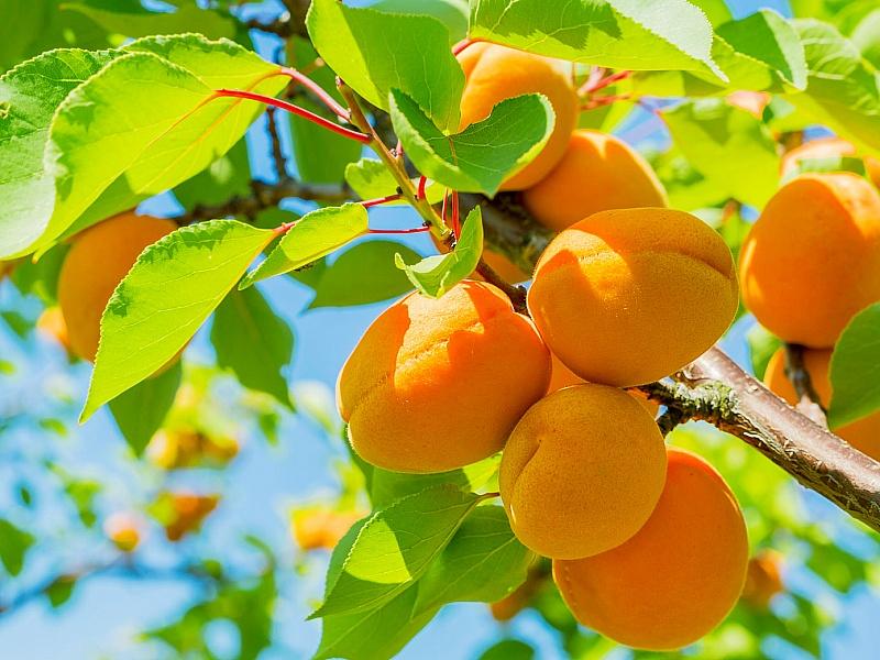 Абрикос купить саженцы из питомнике в Алчевске