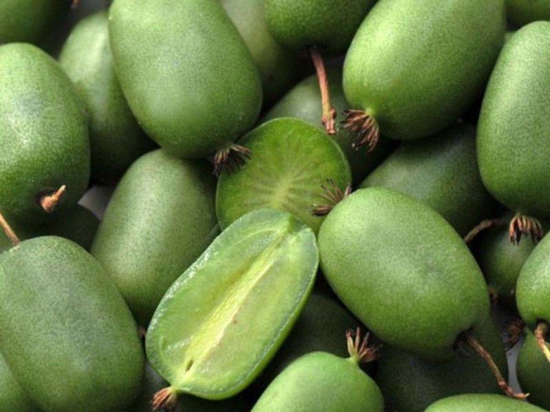 Актинидия купить саженцы из питомнике в Алчевске
