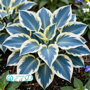 Хоста "БЛЮ АЙВОРИ"
