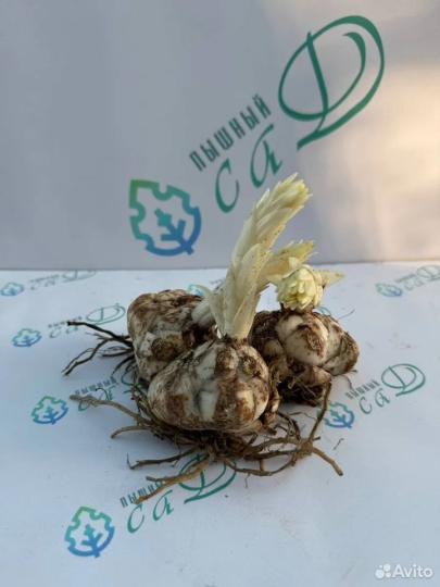 Лилия "ГАРДЕН ЭФФЕЙР" 3 штуки (размер 18/20)