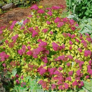 Спирея "МЕДЖИК КАРПЕТ" (стакан Р9)