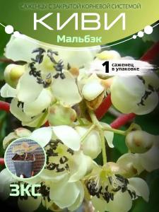Киви Мальбэк